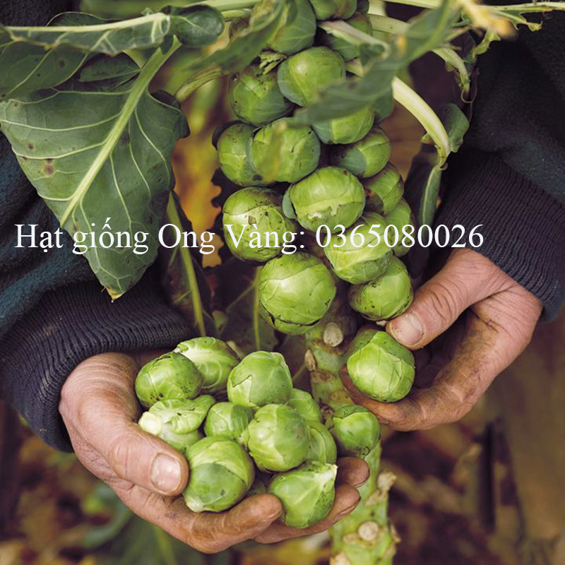Hạt giống bắp cải tí hon