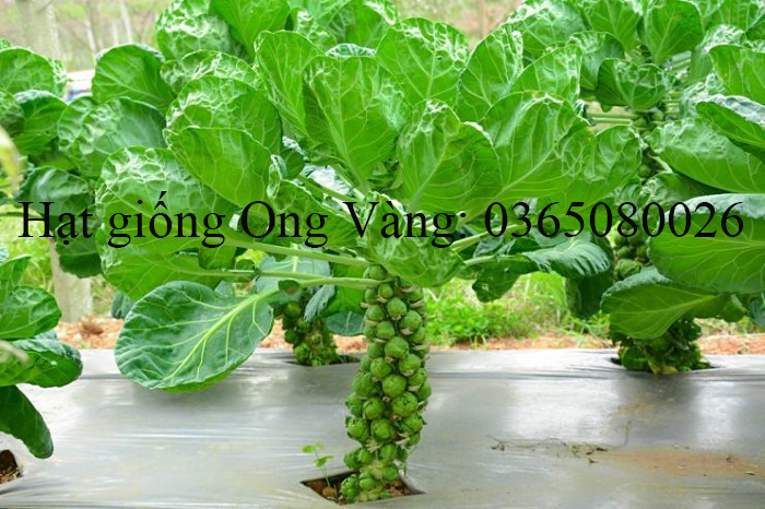 Hạt giống bắp cải tí hon