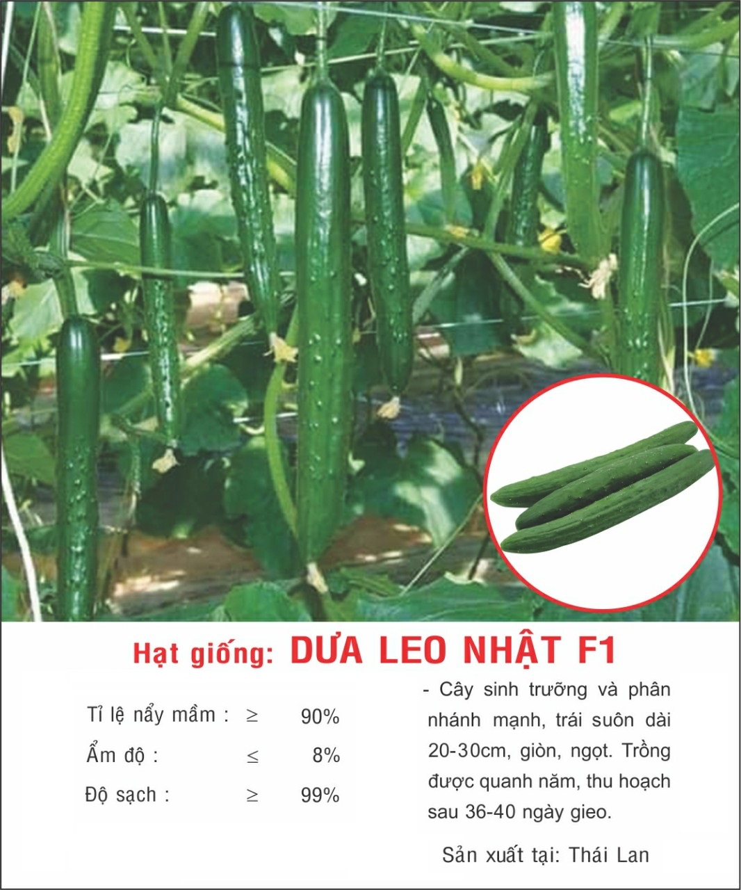 Hạt giống Dưa Leo Nhật F1