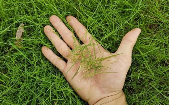 HẠT GIỐNG CỎ NHUNG NHẬT