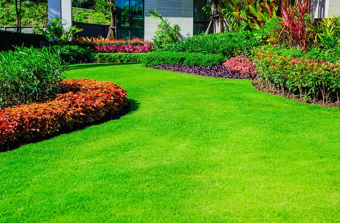 HẠT GIỐNG CỎ NHUNG NHẬT