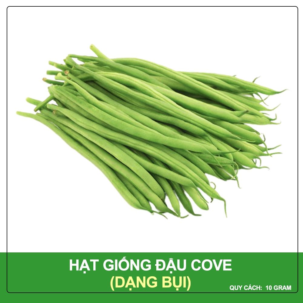 Hạt Giống Đậu Cove Hạt Trắng Dạng Bụi