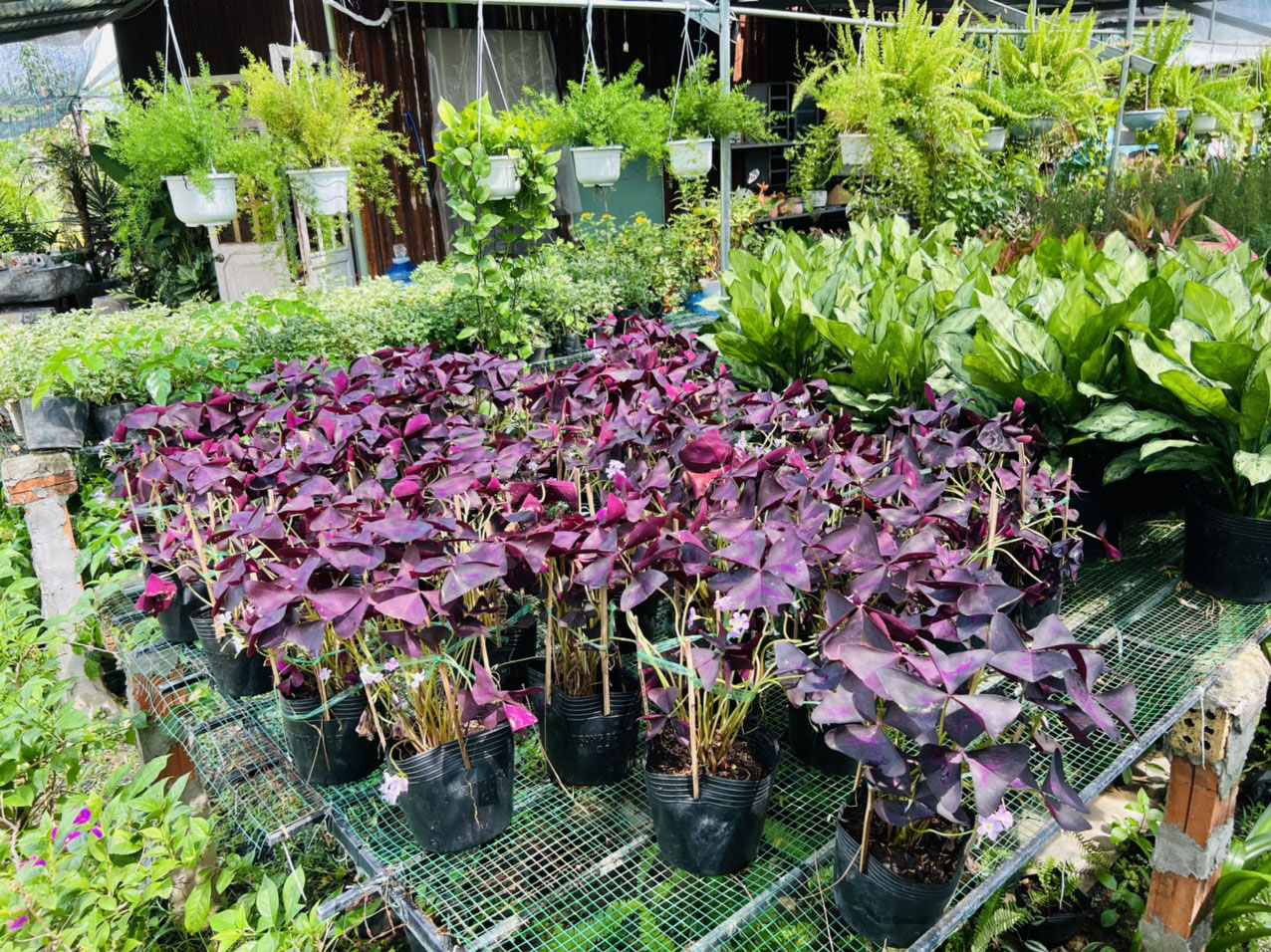 Củ giống hoa bướm đêm