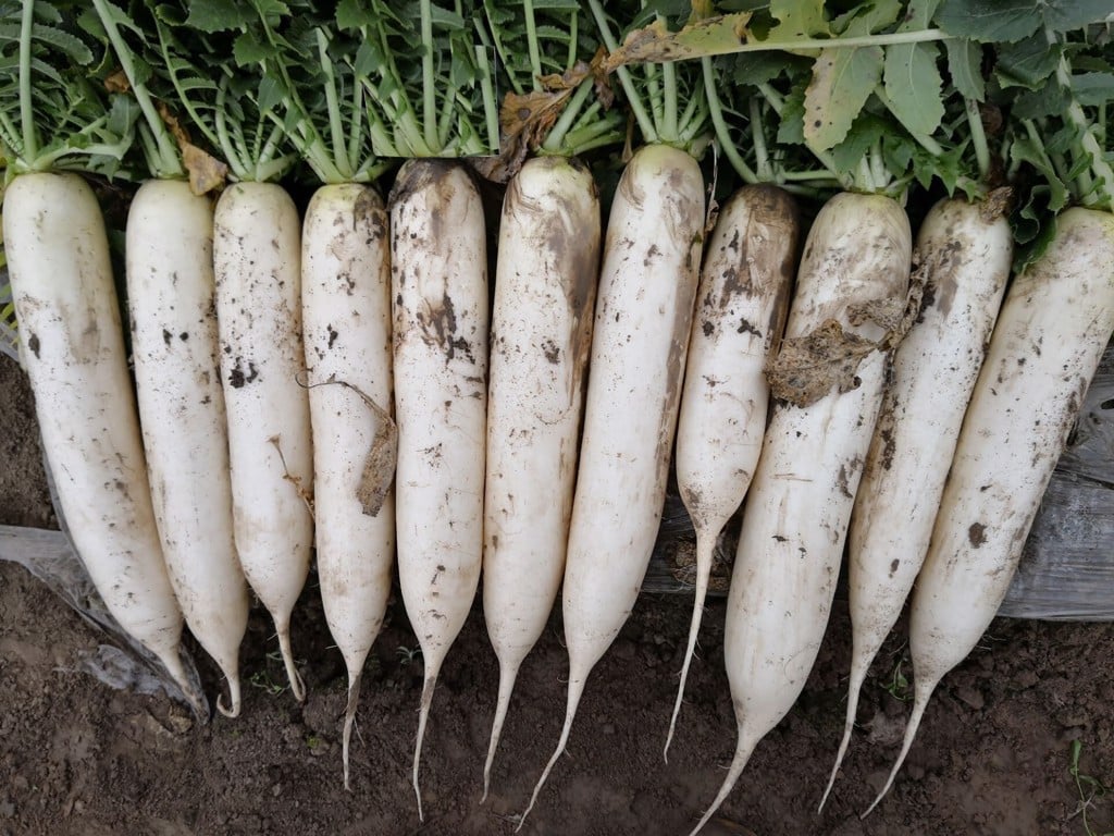 Hạt giống Củ Cải Trắng