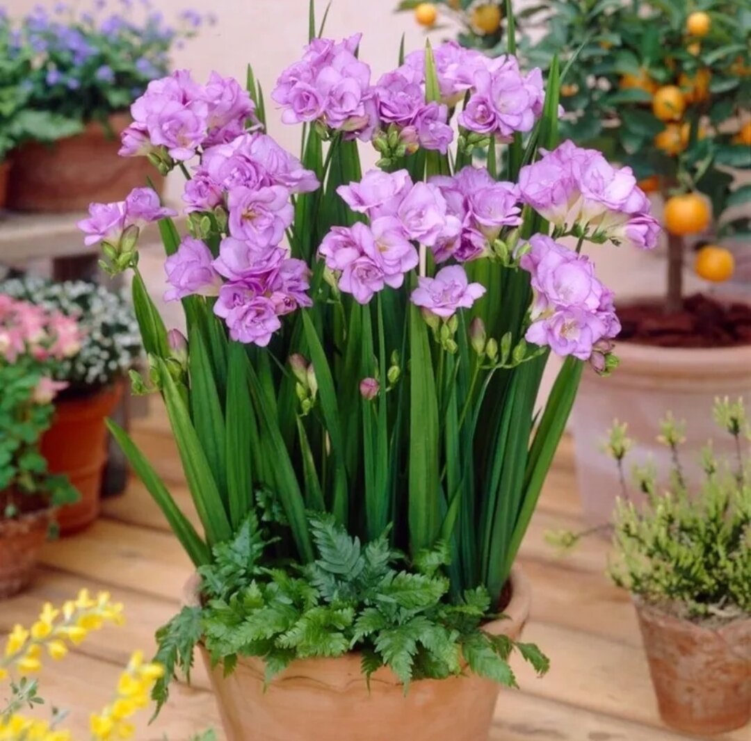 Củ Giống Hoa Lan Nam Phi