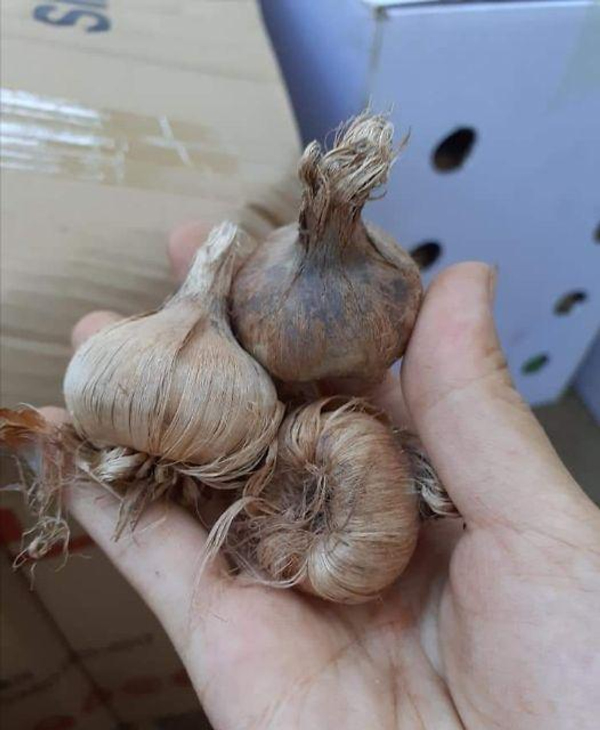 Củ Giống Hoa Nghệ Tây
