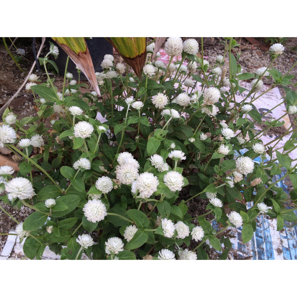 Hạt Giống Hoa Cúc Bách Nhật Trắng