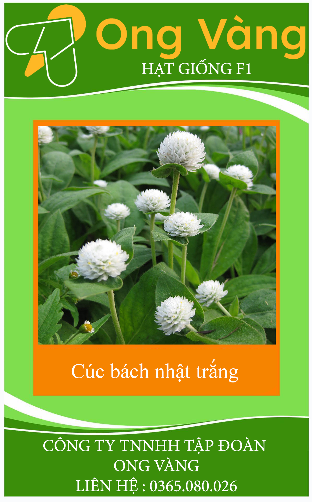Hạt Giống Hoa Cúc Bách Nhật Trắng