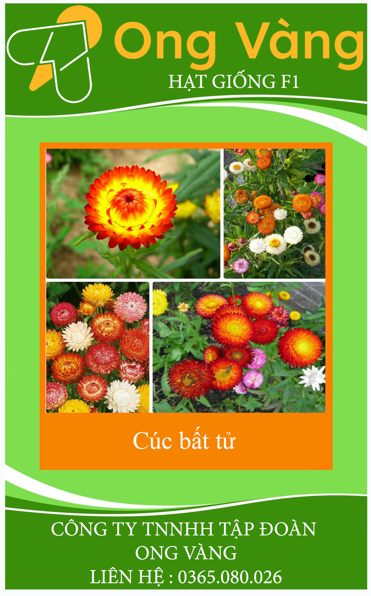 Hạt Giống Hoa Cúc Bất Tử Mix Nhiều Màu