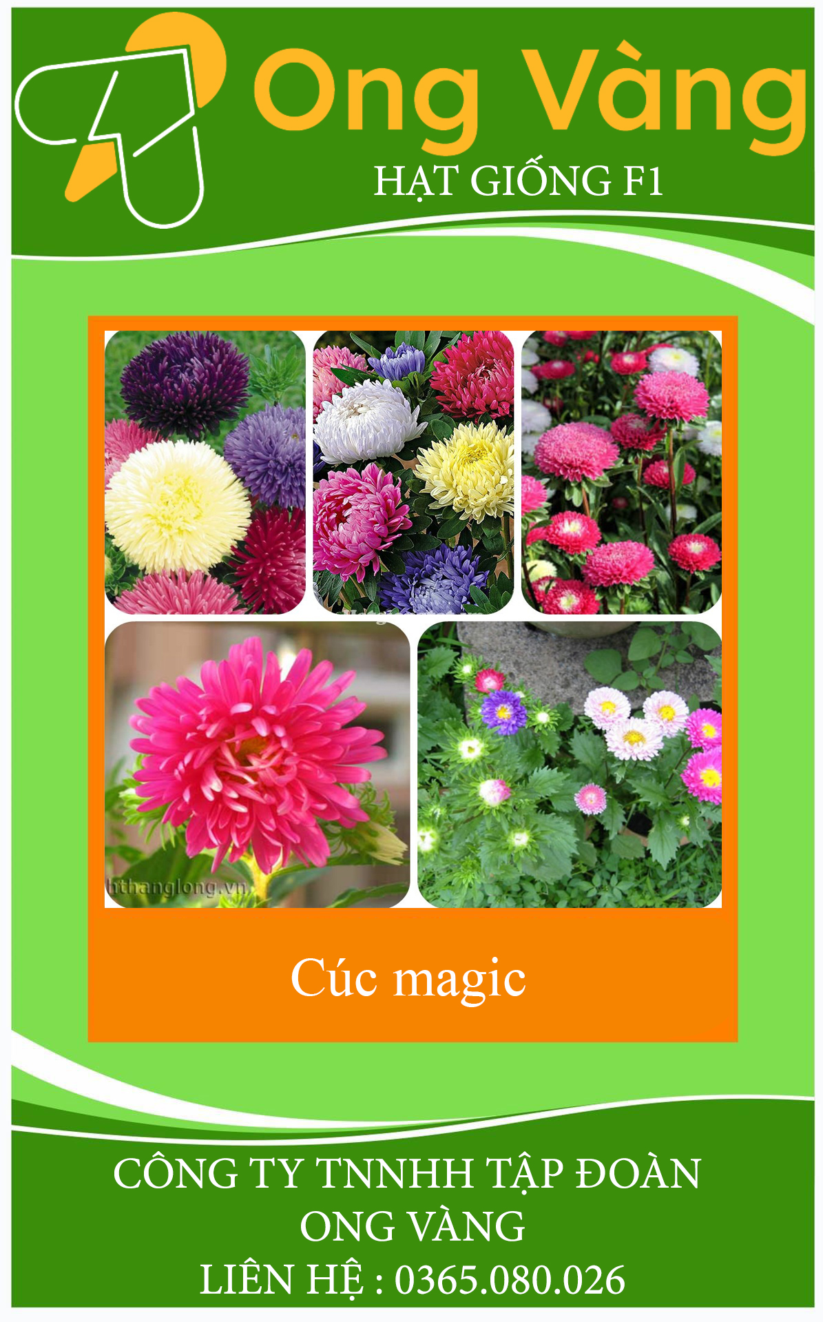 HẠT GIỐNG HOA CÚC MAGIC