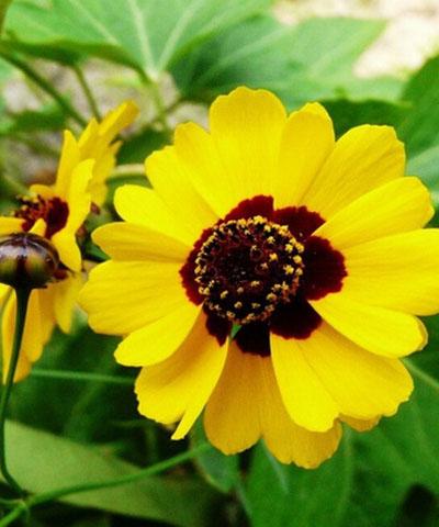 Hạt giống hoa cúc mắt rắn