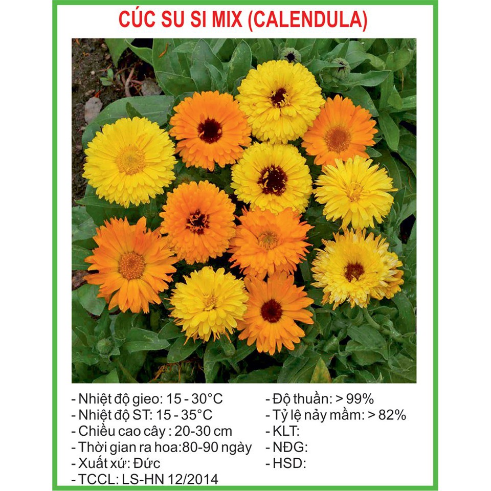 Hạt giống hoa cúc susi