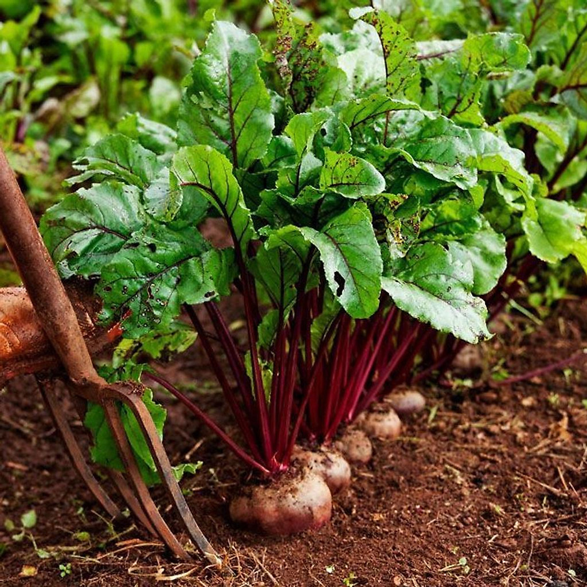Hạt giống củ dền CRIMSON