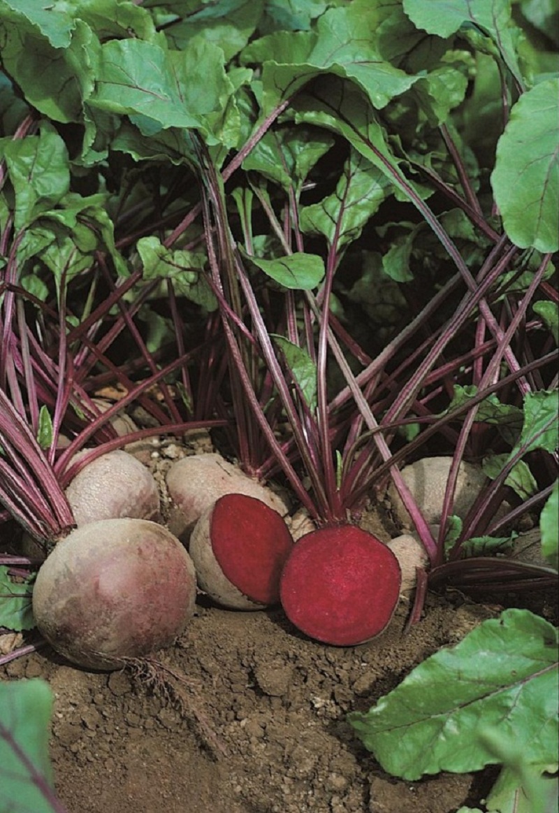 Hạt giống củ dền CRIMSON
