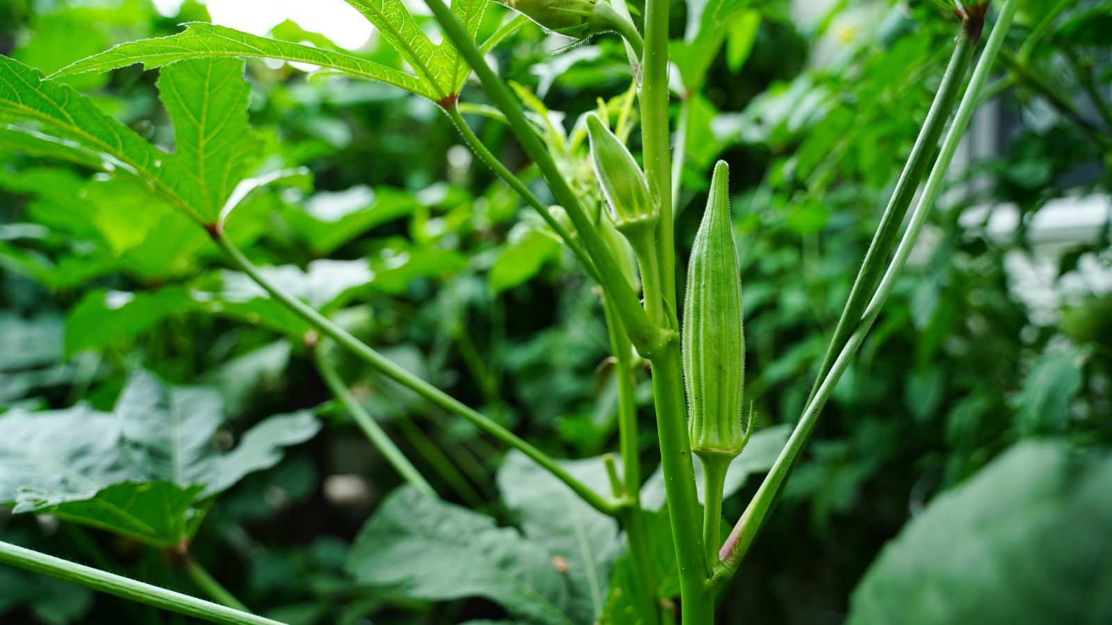 Hạt Giống Đậu Bắp Cao Sản