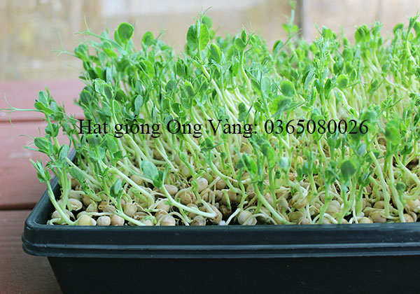 Hạt giống mầm đậu Hà Lan