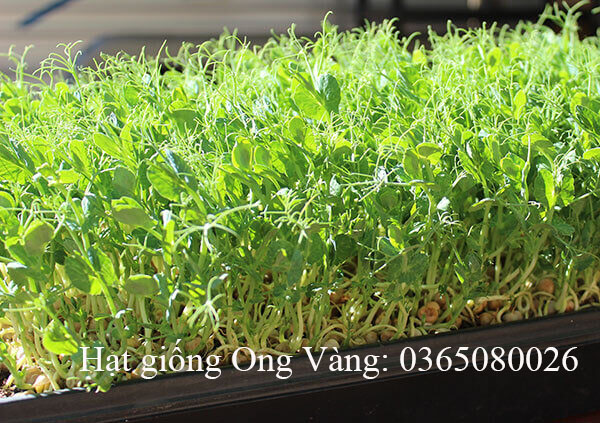 Hạt giống mầm đậu Hà Lan