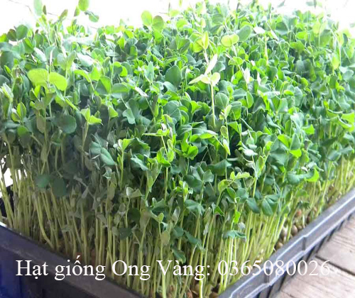 Hạt giống mầm đậu Hà Lan