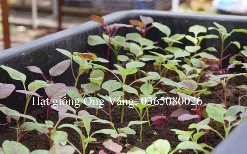 Hạt Giống Dền lá tròn