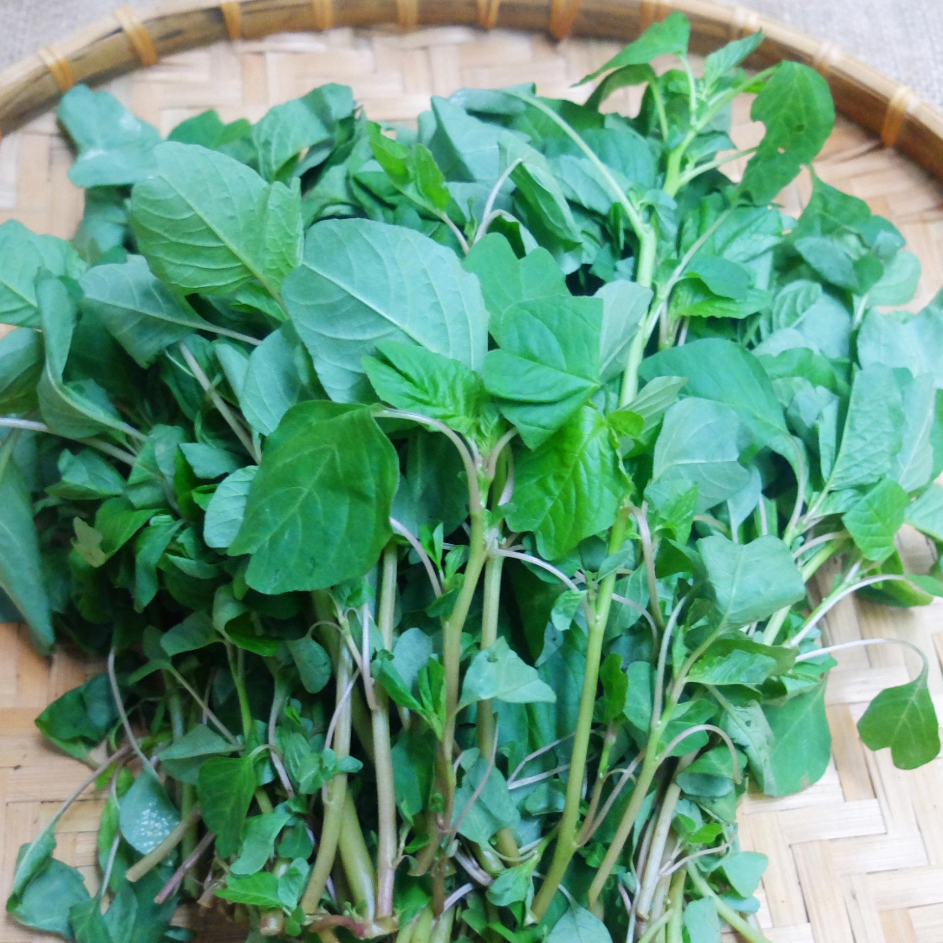 Hạt giống Rau dền cơm