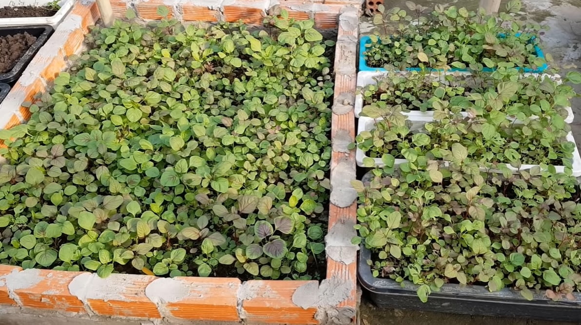 Hạt giống Rau dền cơm