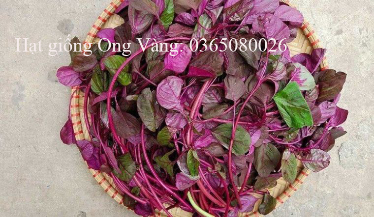 Hạt giống Dền Đỏ Cao Sản