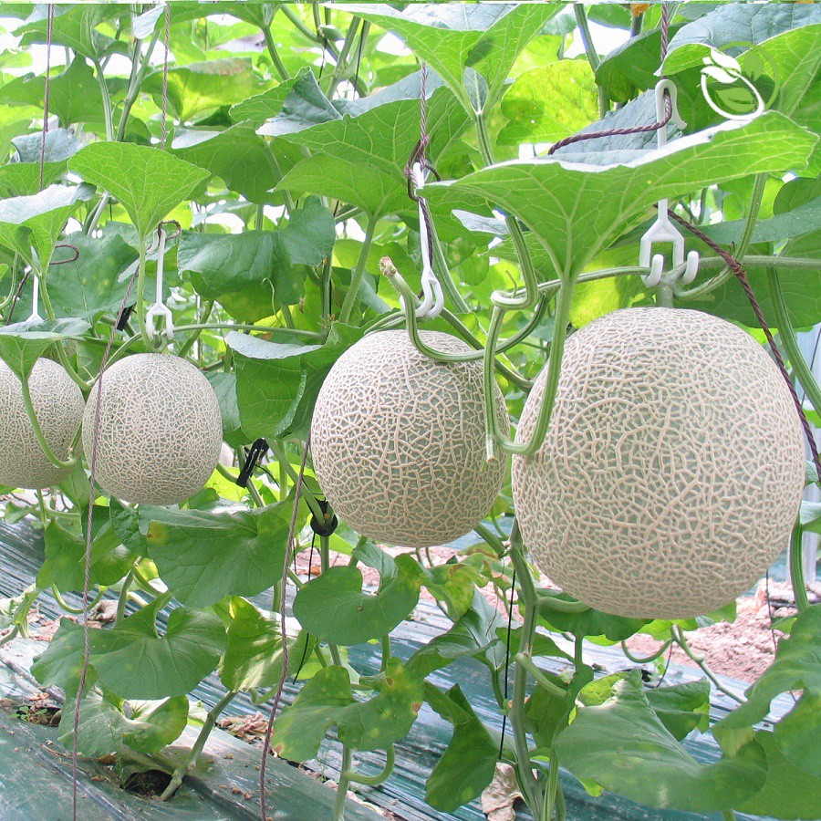 Hạt giống dưa lưới Paradise