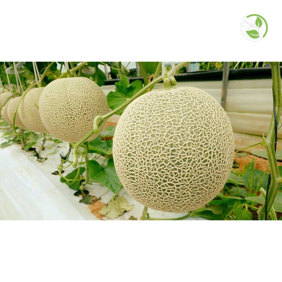 Hạt giống dưa lưới Paradise