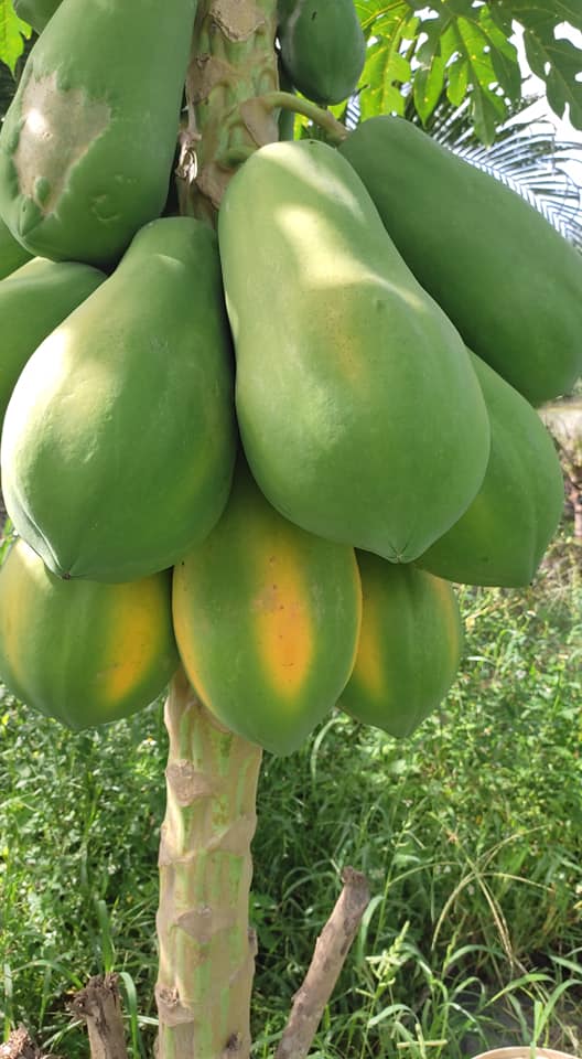 Hạt giống Đu đủ ruột vàng F1 Yellow Flesh