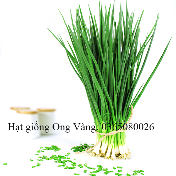 Hạt giống hành lá gốc trắng