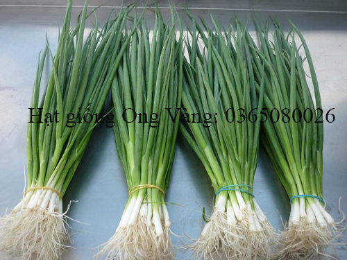 Hạt giống hành lá gốc trắng