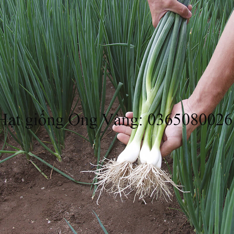 Hạt giống hành lá gốc trắng