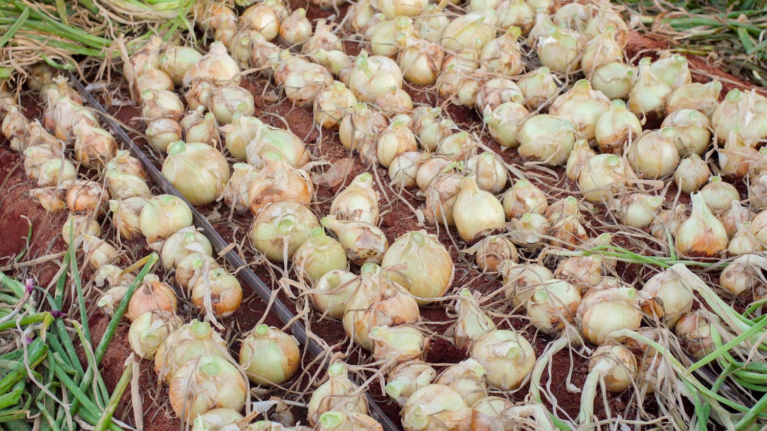 Hạt Giống Củ Hành