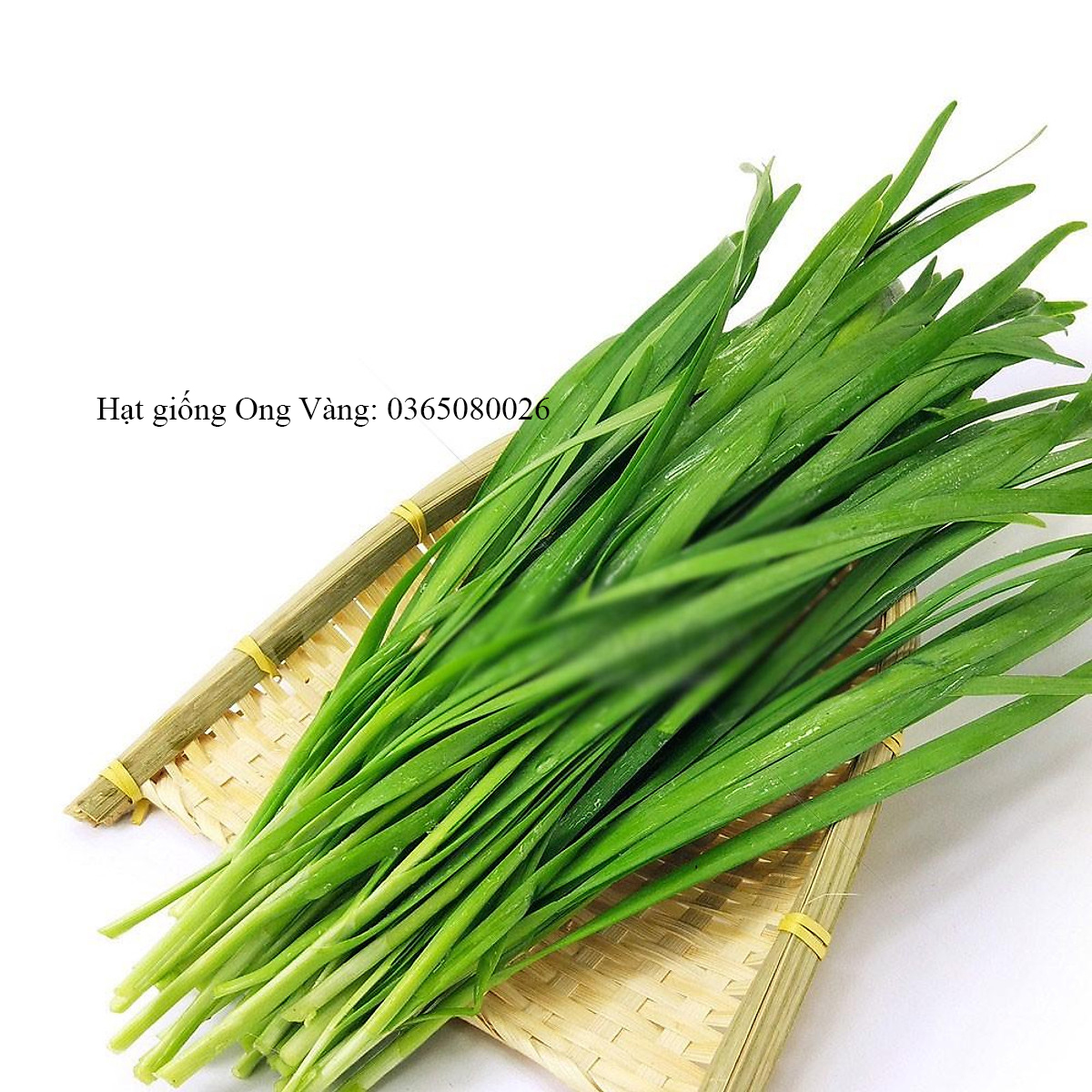 Hạt giống Hẹ Cao Sản