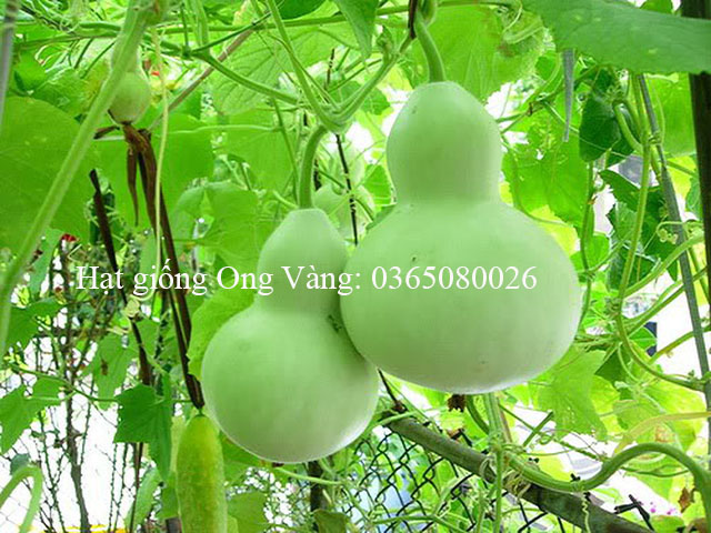 Hạt giống Bầu Hồ Lô
