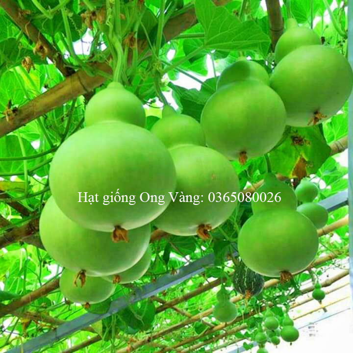 Hạt giống Bầu Hồ Lô