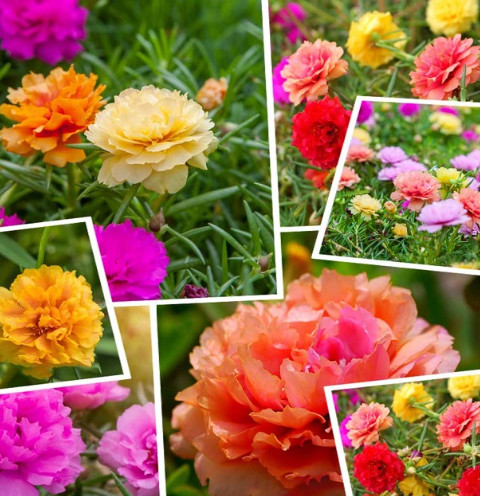 Hạt Giống HOA MƯỜI GIỜ Kép mix nhiều màu