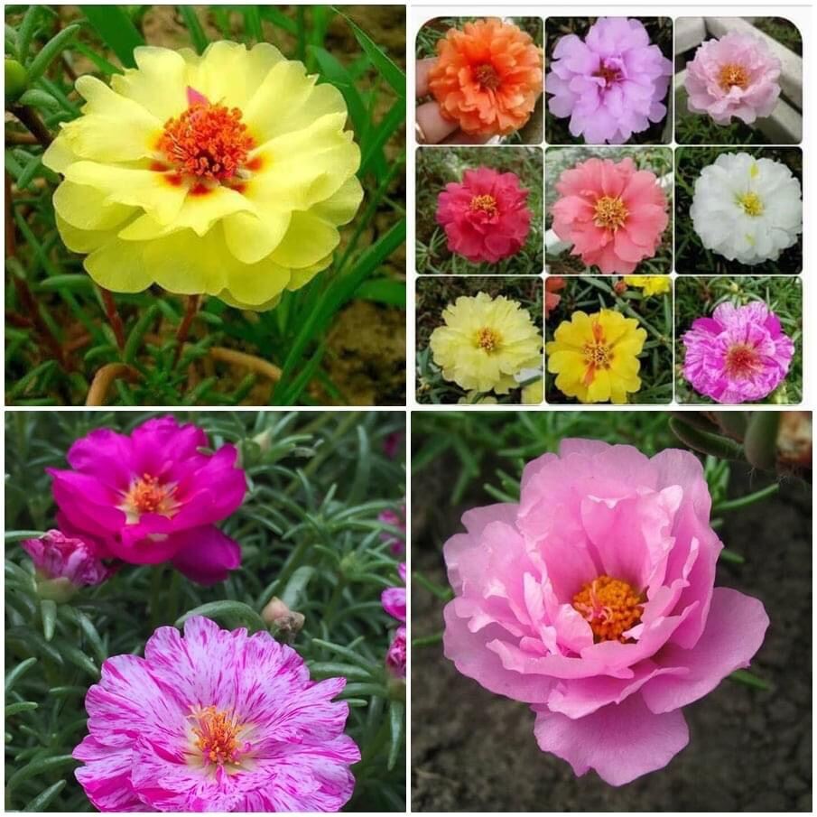 Hạt Giống HOA MƯỜI GIỜ Kép mix nhiều màu