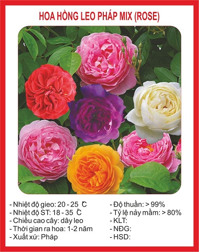 Hạt giống hoa hồng leo Pháp mix