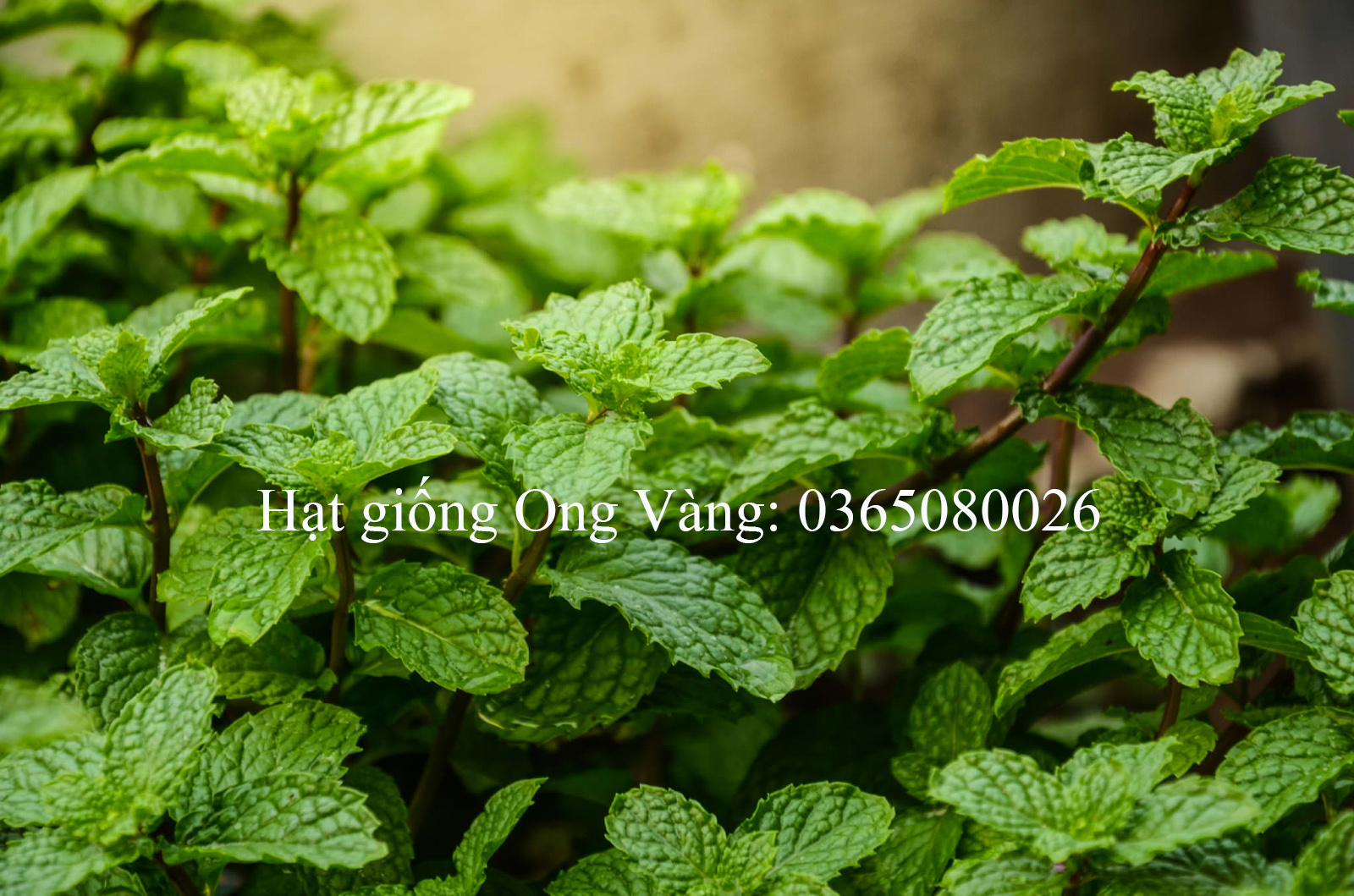 Hạt giống Bạc hà âu (Húng Lũi)