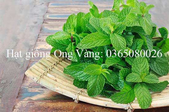 Hạt giống Bạc hà âu (Húng Lũi)