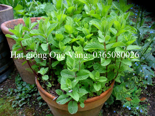 Hạt giống Bạc hà âu (Húng Lũi)