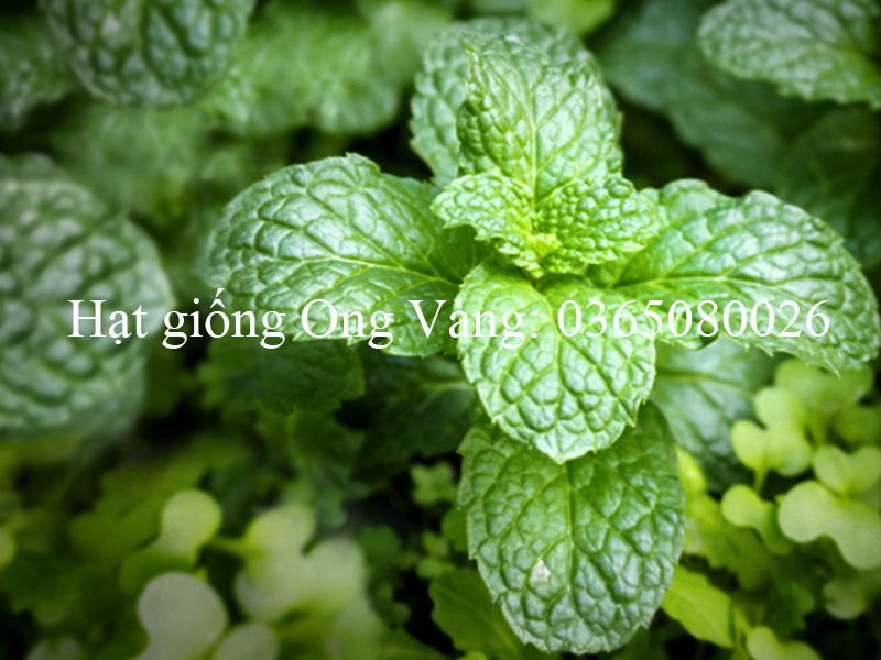 Hạt giống Bạc hà âu (Húng Lũi)