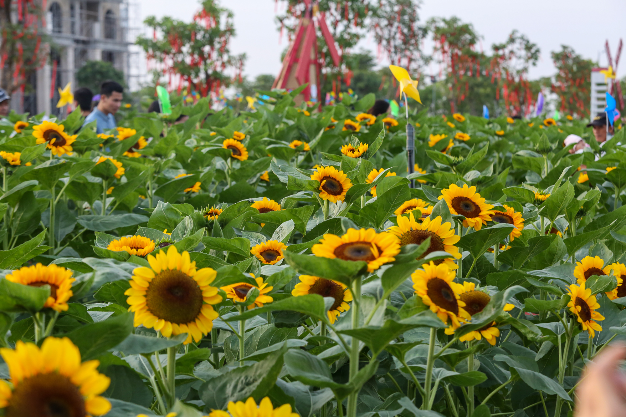 Hạt giống hoa hướng dương vàng cao