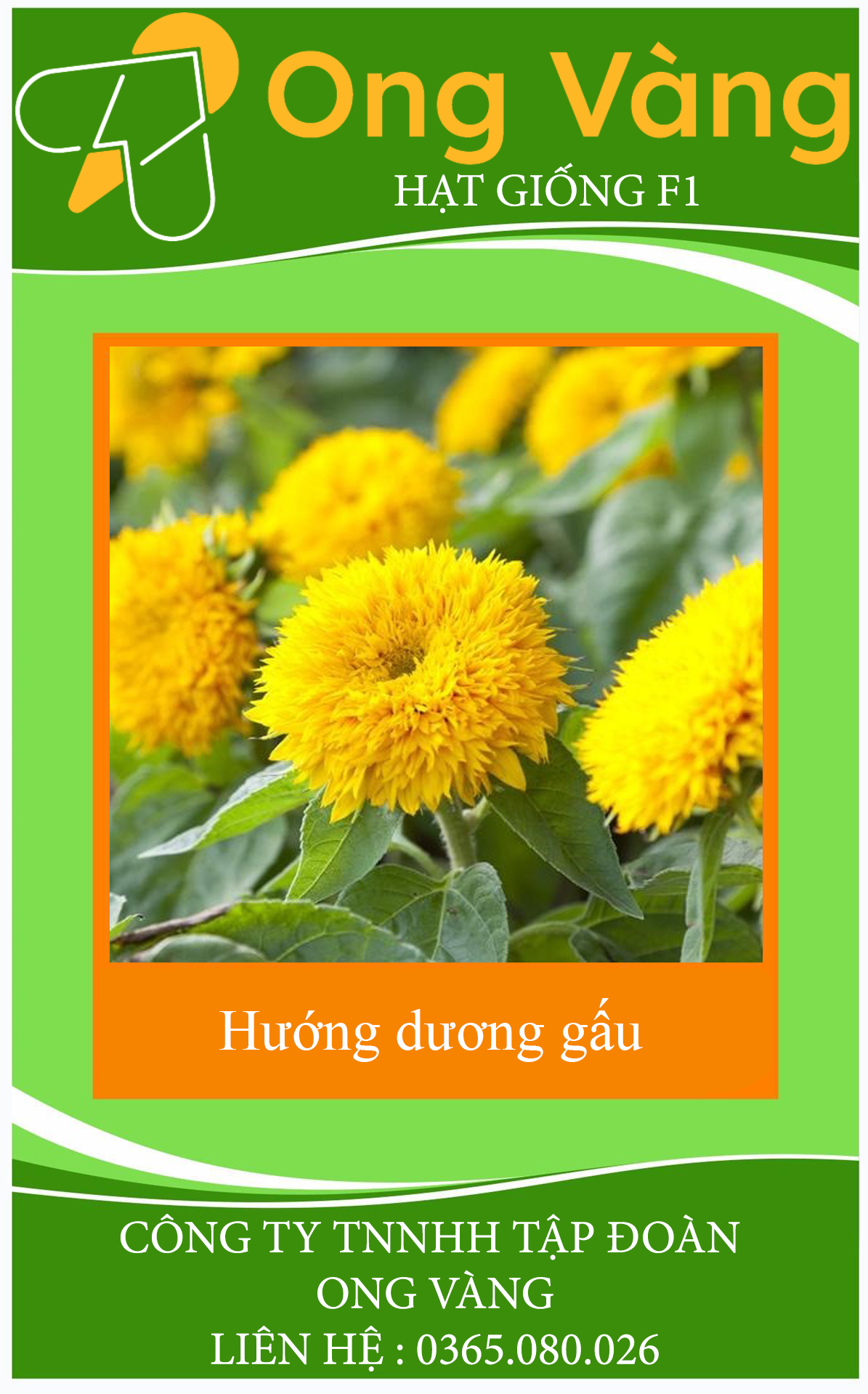 Hạt giống hoa hướng dương gấu