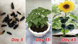 Hạt giống hoa Hướng Dương Lùn