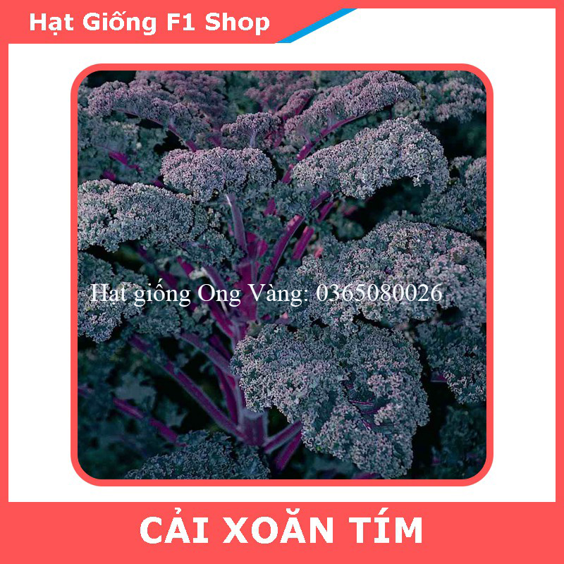 Hạt giống Cải Kale tím ( cải xoăn tím )