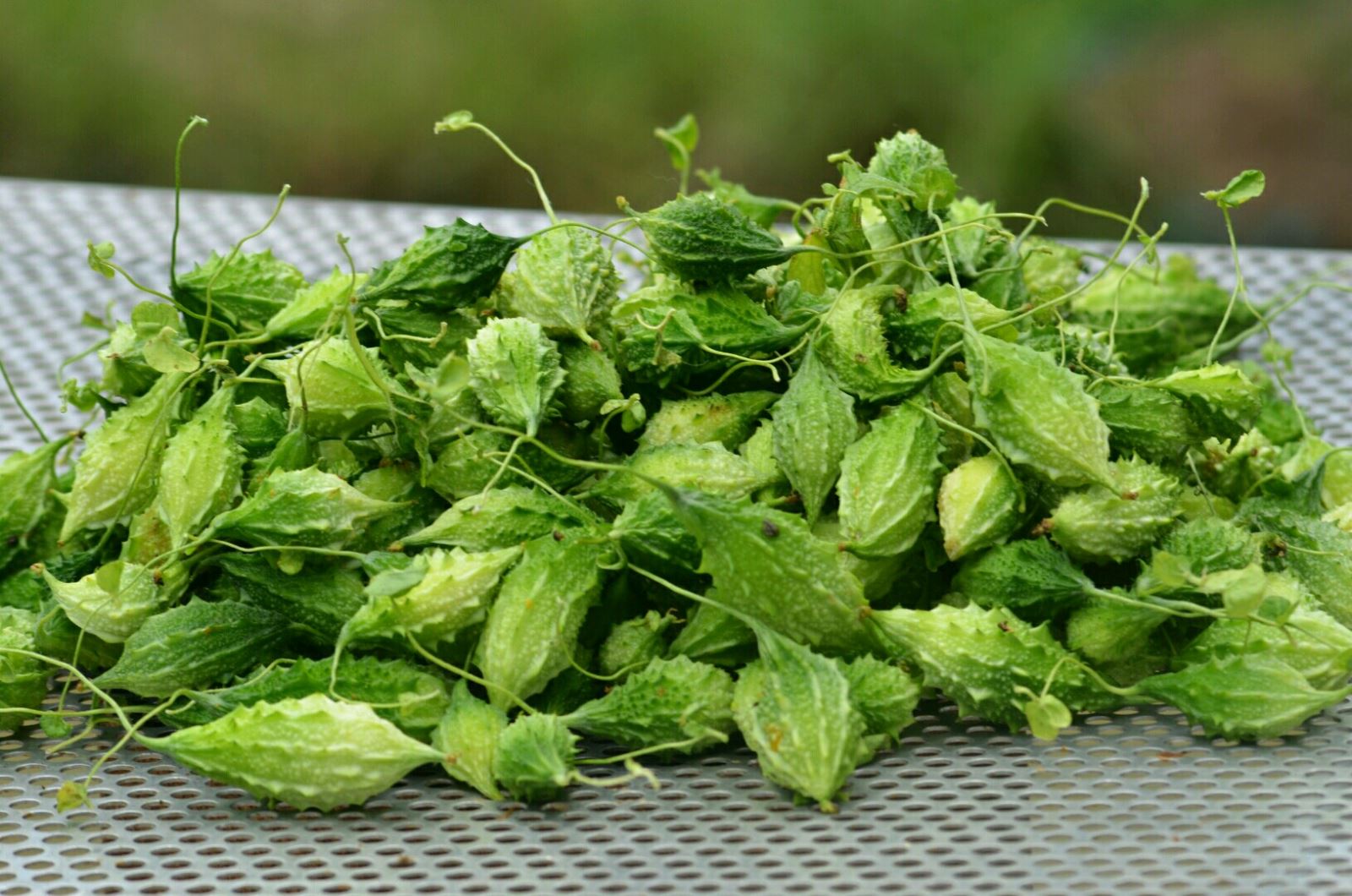 Hạt Giống Khổ Qua Rừng