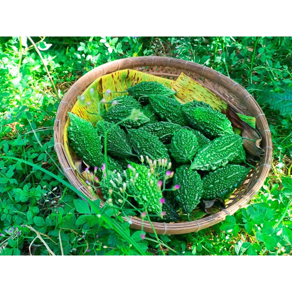 Hạt Giống Khổ Qua Rừng