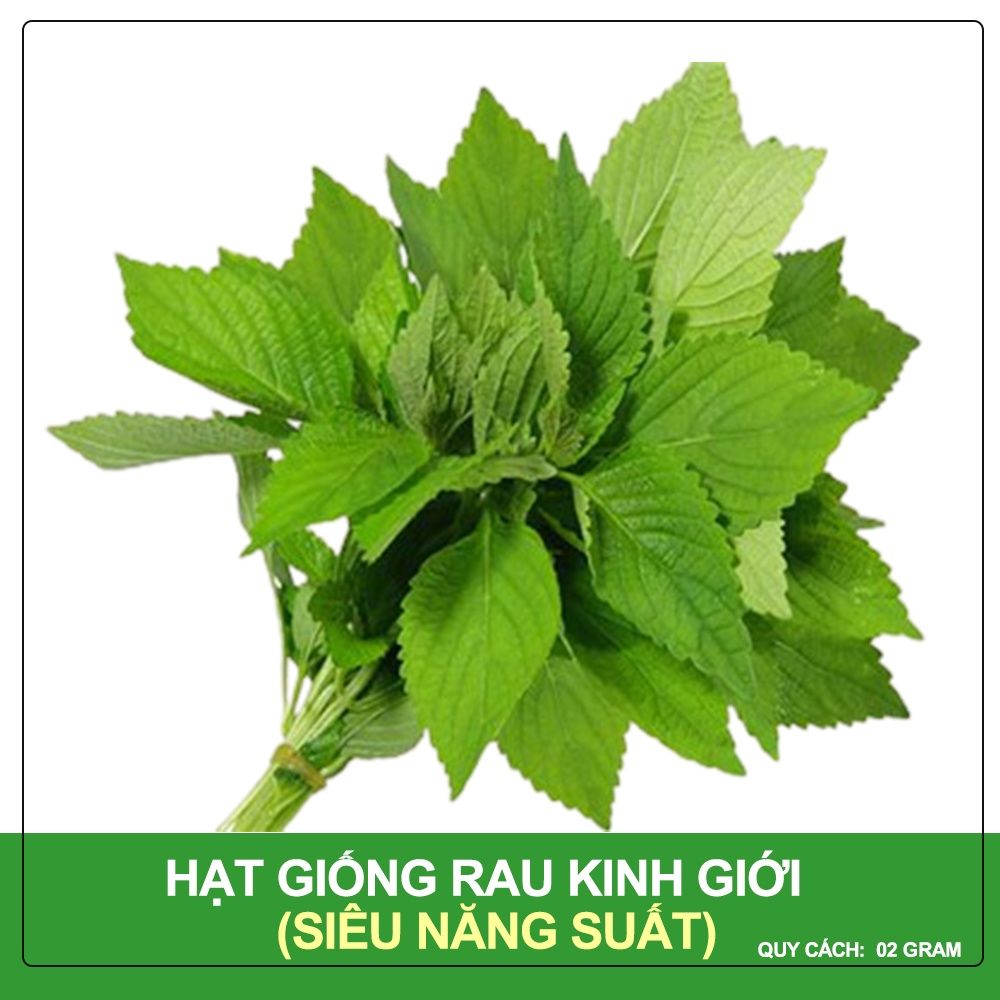 Hạt giống Rau kinh giới